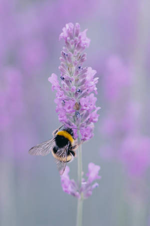 Bee On Lavender Flower Macro Wallpaper