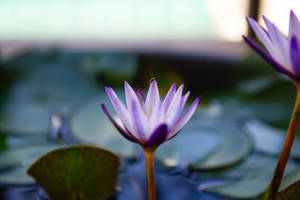 Bee On Lotus Flower Wallpaper