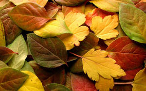 Beech, Dogwoods And Hickories Autumn Leaves Wallpaper