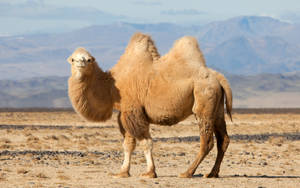Beige Camel With Two Humps Wallpaper
