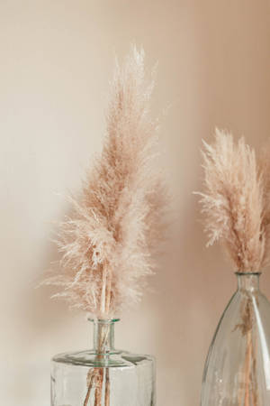 Beige Tail Grasses In Vase Wallpaper