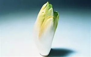 Belgian Endive Vegetable Light Colored Leaves Wallpaper