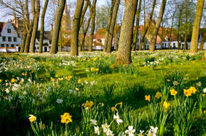 Belgium Bruges Daffodils Wallpaper