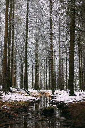 Belgium Snowy Stream Wallpaper