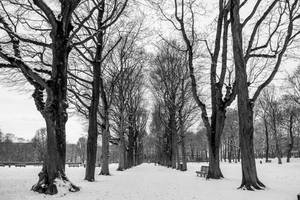 Belgium Winter Trees Wallpaper