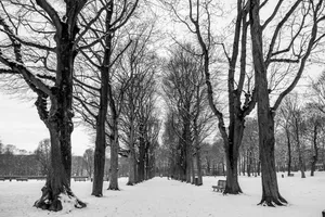 Belgium Winter Trees Wallpaper