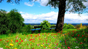 Bench 3d Nature Wallpaper