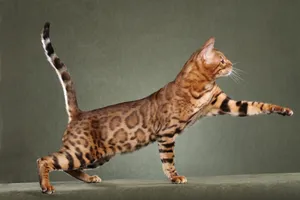 Bengal Cat Breed Wallpaper