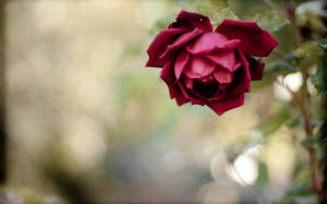 Bent Red Rose Wallpaper