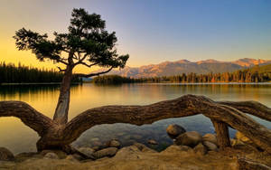 Bent Tree On Lake Wallpaper