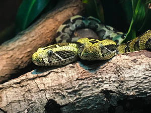 Best Bitis Buddies Mountain Viper Wallpaper