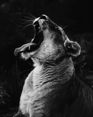 Best Black And White Wallpaper Wallpaper
