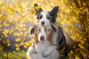 Best Friends Forever Border Collies Wallpaper