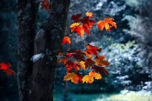 Best Hd Autumn Leaves Wallpaper