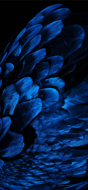 Best Oled Blue Feathers Wallpaper