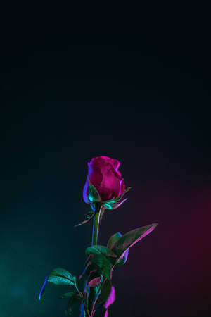 Best Oled Rose Neon Lights Wallpaper