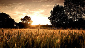 Best Wheat Field With Sunset Wallpaper