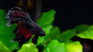 Betta Fish Elegant Swim.jpg Wallpaper