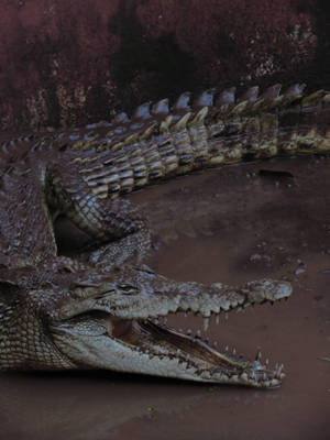Big Alligator Phone Wallpaper