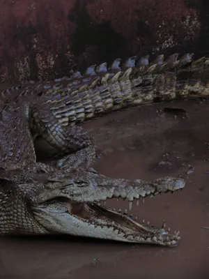 Big Alligator Phone Wallpaper