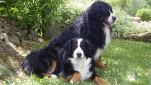 Big Bernese Mountain Dogs Wallpaper