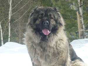 Big Caucasian Shepherd Dog Wallpaper