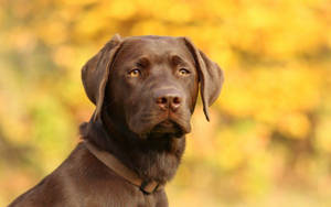 Big Chocolate Lab Dog Wallpaper