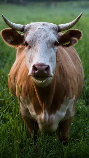 Big Cow With Horns Wallpaper