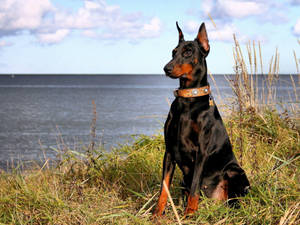 Big Doberman Dog Wallpaper