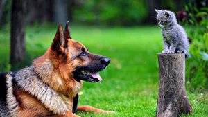 Big Dog Looking At Kitten Wallpaper