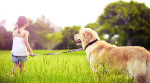 Big Dog Playing With Kid Wallpaper