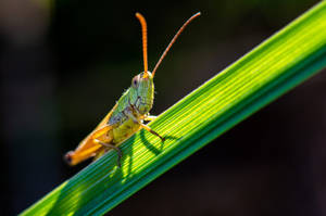 Big-eyed Grasshopper Wallpaper