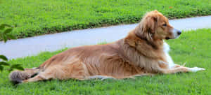 Big Golden Retriever Dog Wallpaper