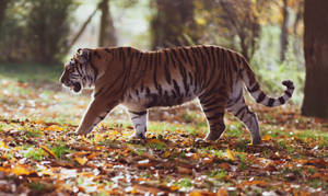 Big Harimau Walking Wallpaper