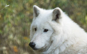 Big Hudson White Wolf Wallpaper