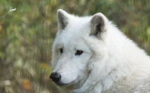 Big Hudson White Wolf Wallpaper