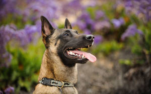 Big Malinois Dog Wallpaper