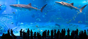 Big Marine Whales In Aquarium Wallpaper