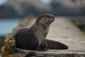 Big Otter On Concrete Wallpaper