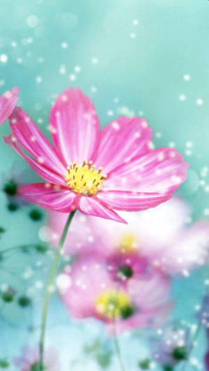 Big Petal Pink Flower Iphone Wallpaper