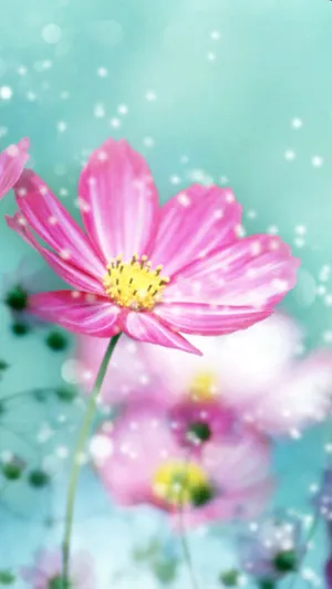 Big Petal Pink Flower Iphone Wallpaper