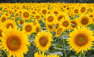 Big Sunflowers Field Wallpaper