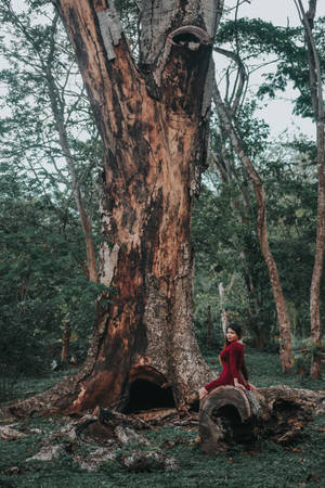 Big Tree In Honduras Wallpaper