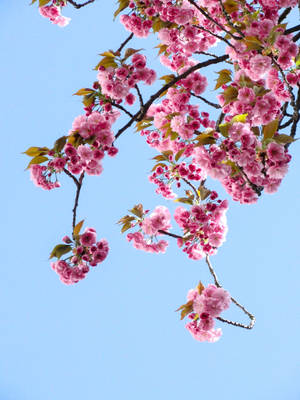 Bind Cherry Blossom Flower Android Wallpaper