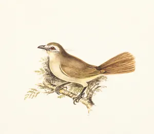 Bird Art Picture Wallpaper