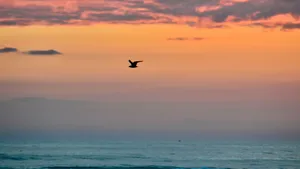 Bird Flying Silhouette Beach Sunrise Wallpaper