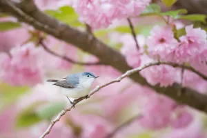 Bird In Pink Blossoms Wallpaper