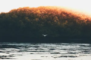 Bird In Sea 4k Wallpaper