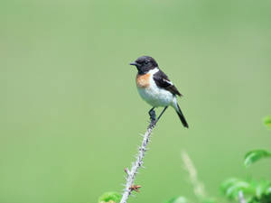 Bird In Thorny Branch Wallpaper