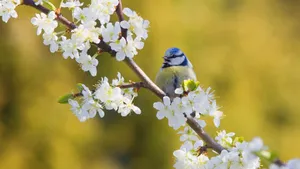Bird In White Flowers Wallpaper